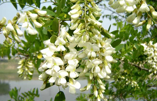 孕妇能吃槐花吗?