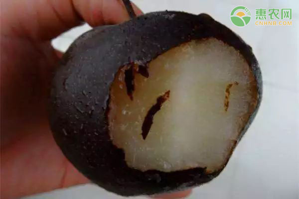 东北冻梨为什么是黑色的?冻梨怎么做?